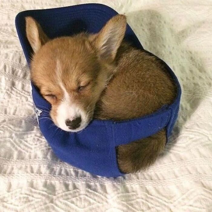 43 Adorable Animal Pics Shared By &ldquo;Cute Emergency&rdquo; That Might Instantly Brighten Your Day