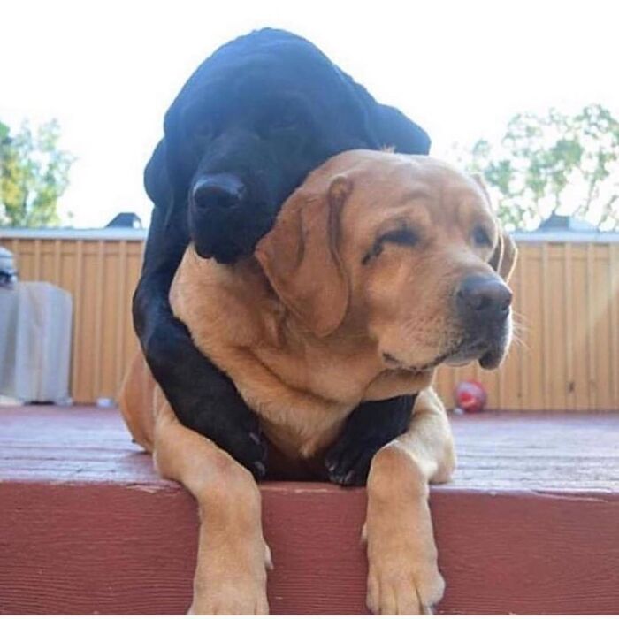 43 Adorable Animal Pics Shared By &ldquo;Cute Emergency&rdquo; That Might Instantly Brighten Your Day