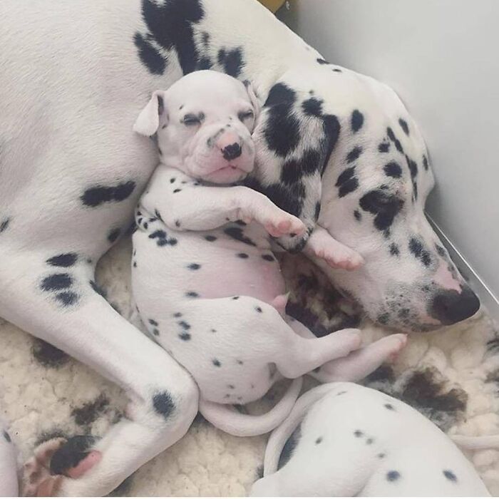 43 Adorable Animal Pics Shared By &ldquo;Cute Emergency&rdquo; That Might Instantly Brighten Your Day