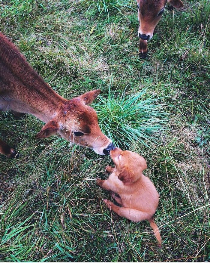 43 Adorable Animal Pics Shared By &ldquo;Cute Emergency&rdquo; That Might Instantly Brighten Your Day
