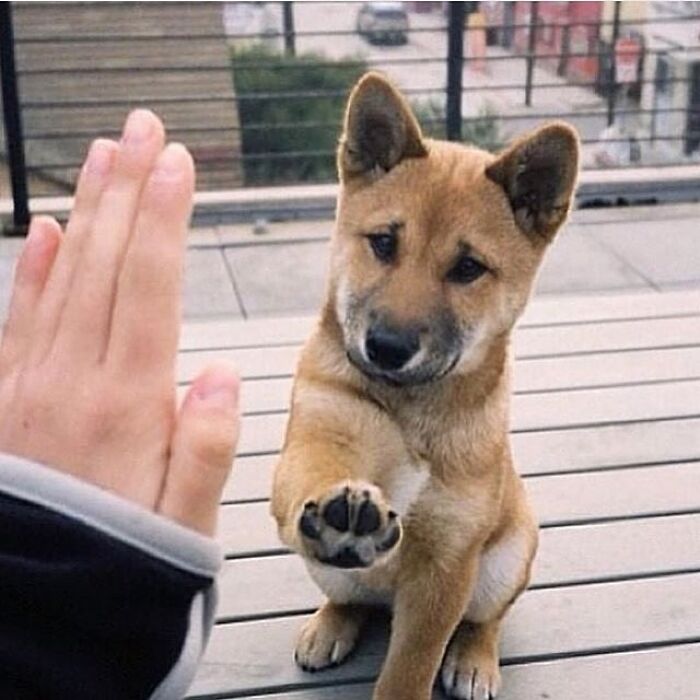 43 Adorable Animal Pics Shared By &ldquo;Cute Emergency&rdquo; That Might Instantly Brighten Your Day
