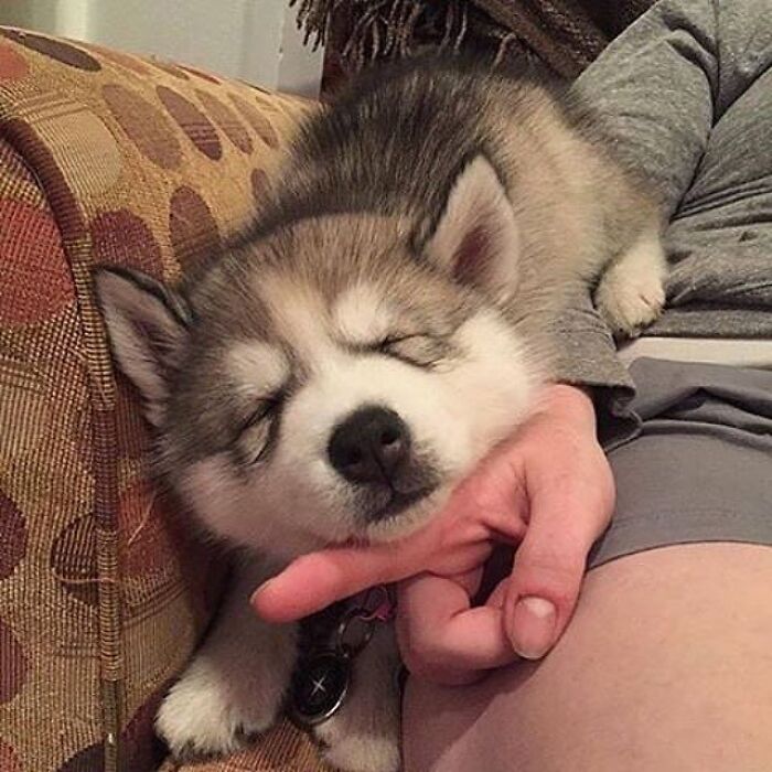 43 Adorable Animal Pics Shared By &ldquo;Cute Emergency&rdquo; That Might Instantly Brighten Your Day