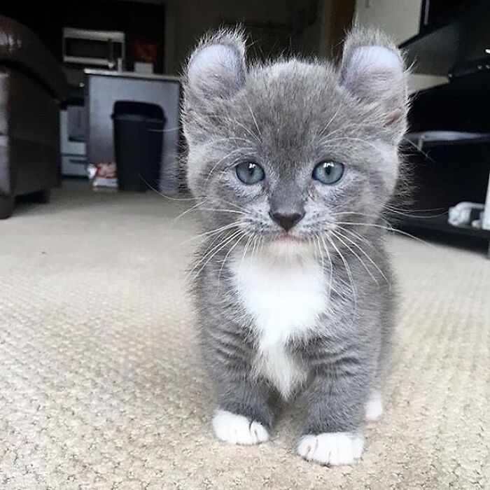 43 Adorable Animal Pics Shared By &ldquo;Cute Emergency&rdquo; That Might Instantly Brighten Your Day