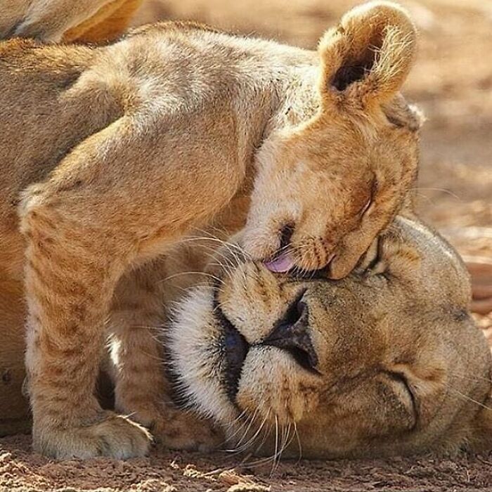 43 Adorable Animal Pics Shared By &ldquo;Cute Emergency&rdquo; That Might Instantly Brighten Your Day
