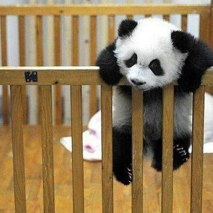 43 Adorable Animal Pics Shared By &ldquo;Cute Emergency&rdquo; That Might Instantly Brighten Your Day