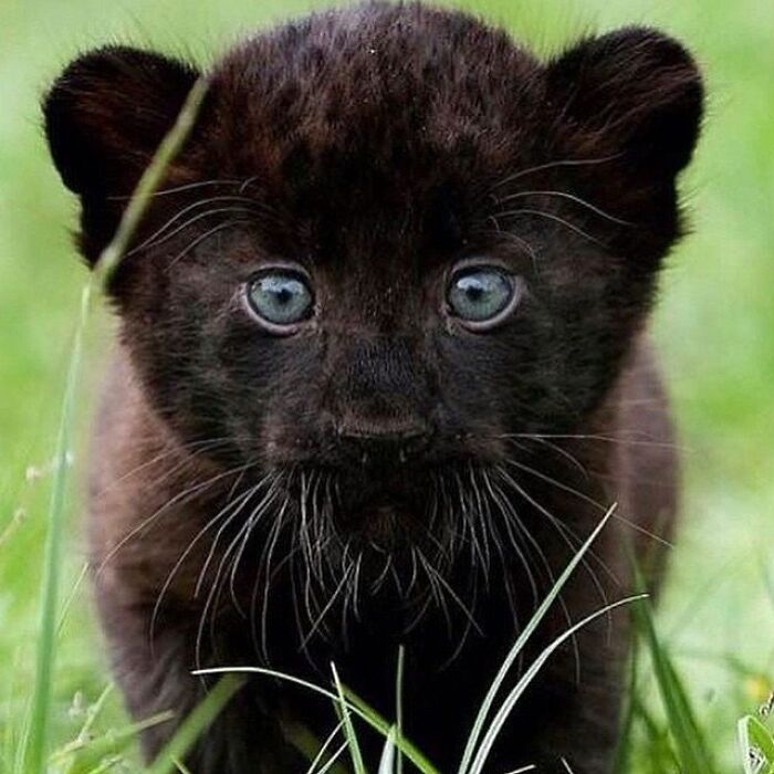43 Adorable Animal Pics Shared By &ldquo;Cute Emergency&rdquo; That Might Instantly Brighten Your Day