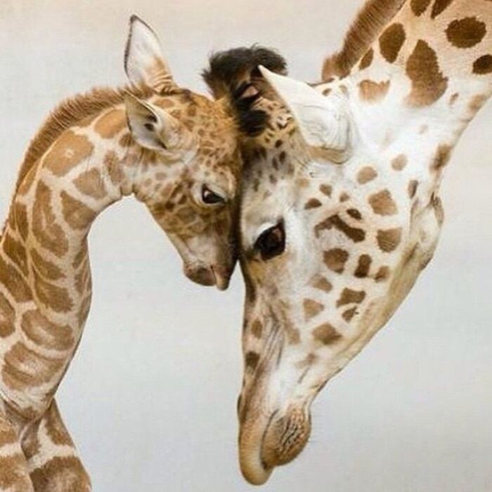 43 Adorable Animal Pics Shared By &ldquo;Cute Emergency&rdquo; That Might Instantly Brighten Your Day