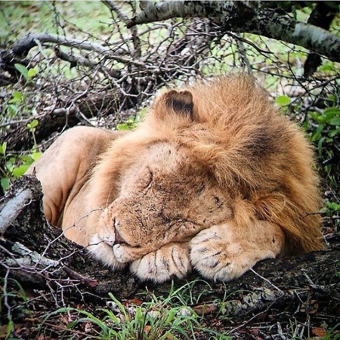 43 Adorable Animal Pics Shared By &ldquo;Cute Emergency&rdquo; That Might Instantly Brighten Your Day