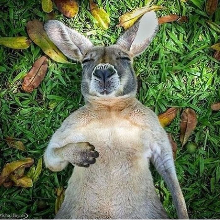 43 Adorable Animal Pics Shared By &ldquo;Cute Emergency&rdquo; That Might Instantly Brighten Your Day