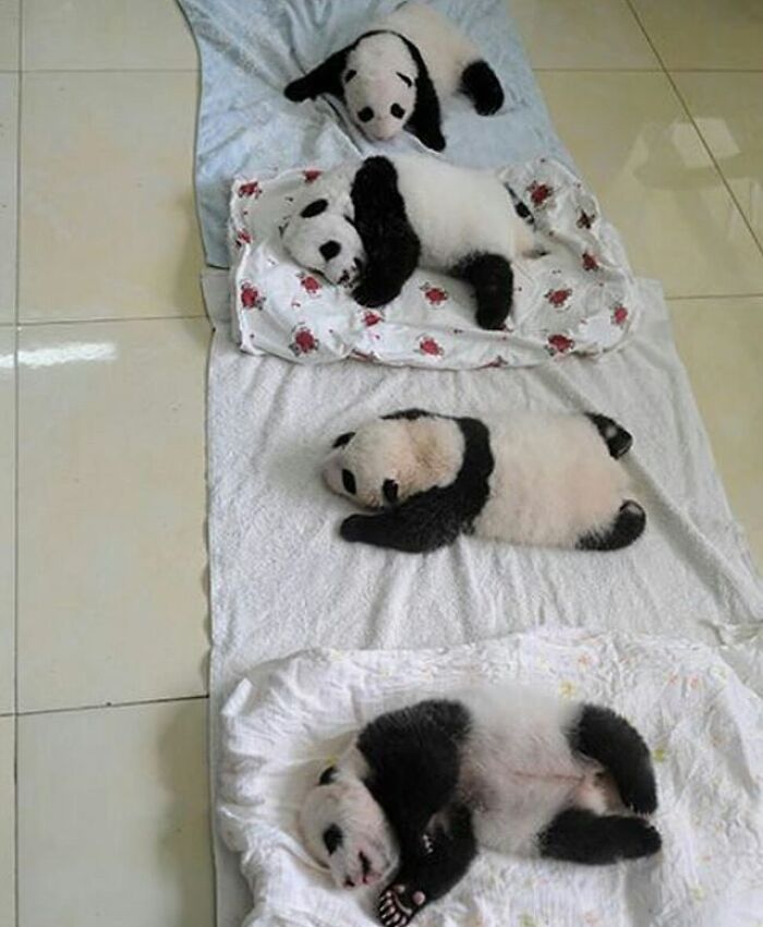43 Adorable Animal Pics Shared By &ldquo;Cute Emergency&rdquo; That Might Instantly Brighten Your Day