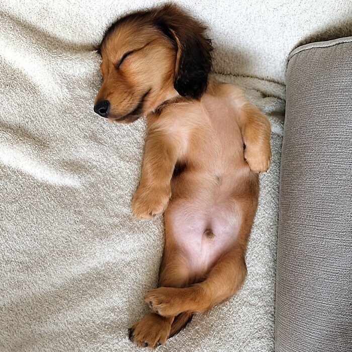 43 Adorable Animal Pics Shared By &ldquo;Cute Emergency&rdquo; That Might Instantly Brighten Your Day