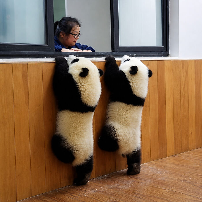 43 Adorable Animal Pics Shared By &ldquo;Cute Emergency&rdquo; That Might Instantly Brighten Your Day