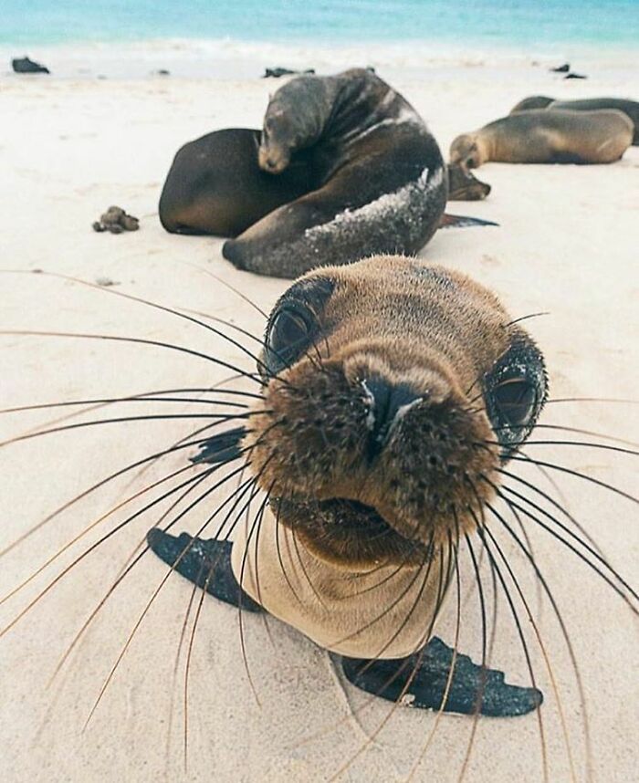 43 Adorable Animal Pics Shared By &ldquo;Cute Emergency&rdquo; That Might Instantly Brighten Your Day