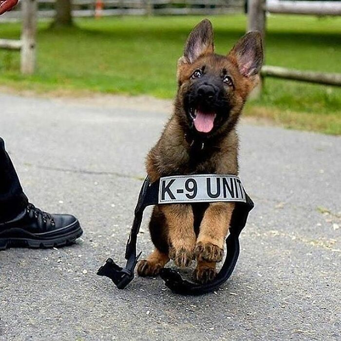 43 Adorable Animal Pics Shared By &ldquo;Cute Emergency&rdquo; That Might Instantly Brighten Your Day