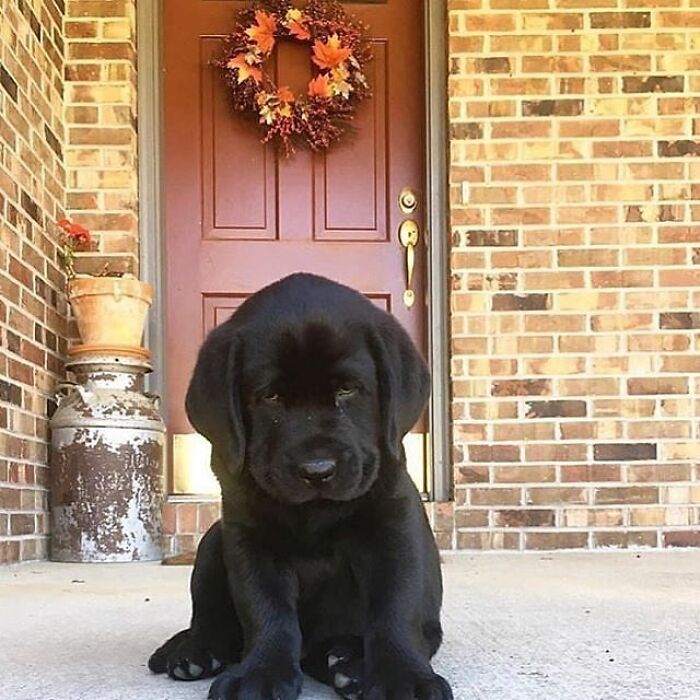 43 Adorable Animal Pics Shared By &ldquo;Cute Emergency&rdquo; That Might Instantly Brighten Your Day