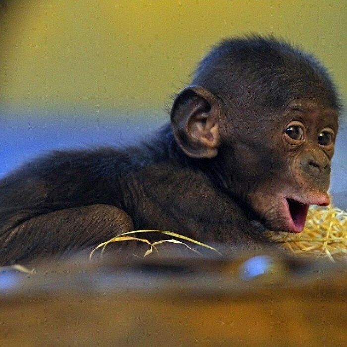 43 Adorable Animal Pics Shared By &ldquo;Cute Emergency&rdquo; That Might Instantly Brighten Your Day