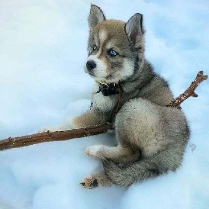 43 Adorable Animal Pics Shared By &ldquo;Cute Emergency&rdquo; That Might Instantly Brighten Your Day