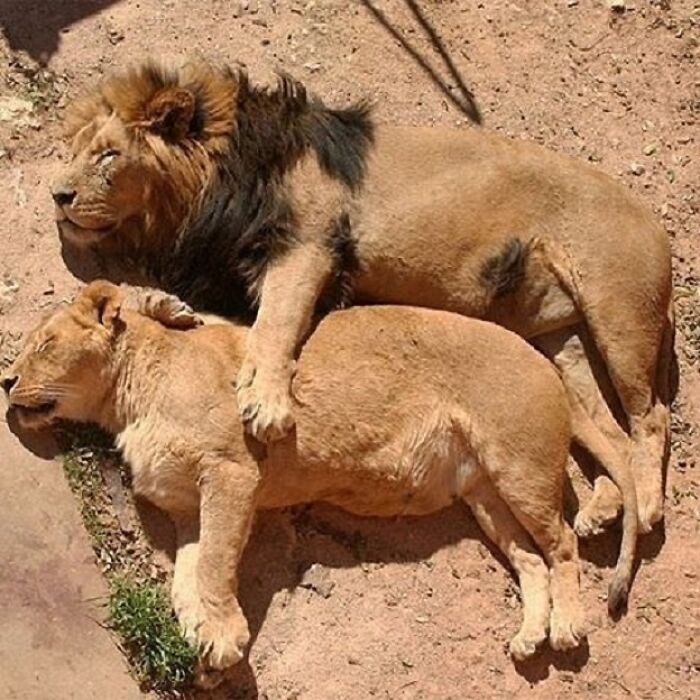 43 Adorable Animal Pics Shared By &ldquo;Cute Emergency&rdquo; That Might Instantly Brighten Your Day