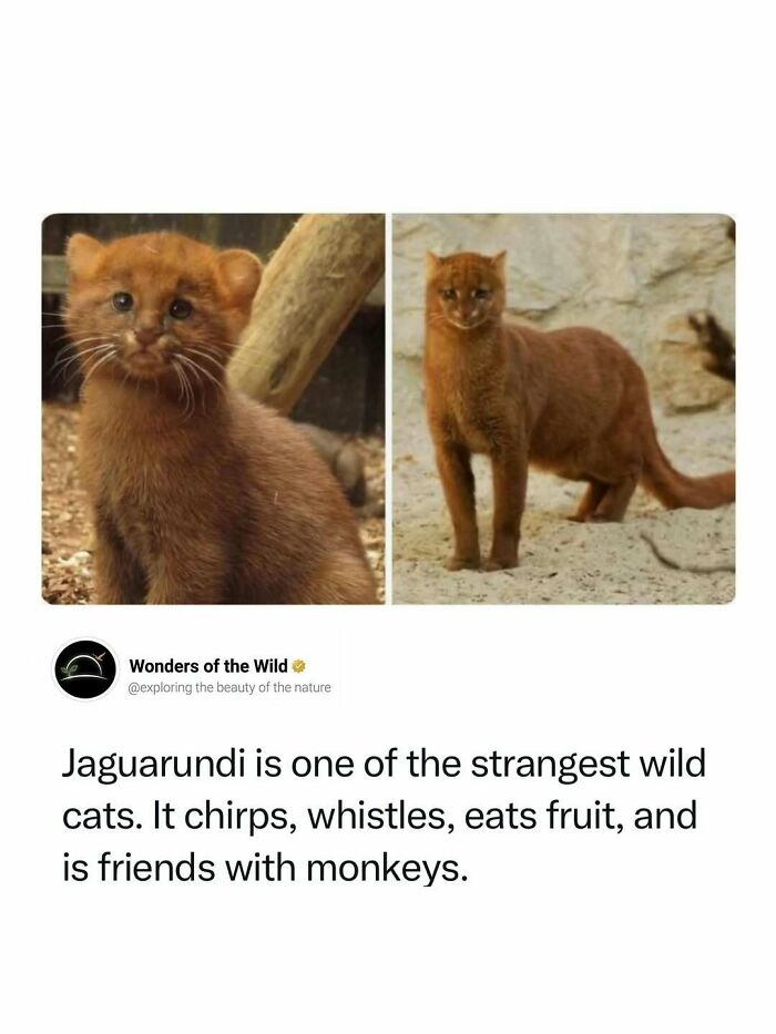 44 Fun And Interesting Facts That Might Delight Animal Lovers 44 Fun And Interesting Facts That Might Delight Animal Lovers