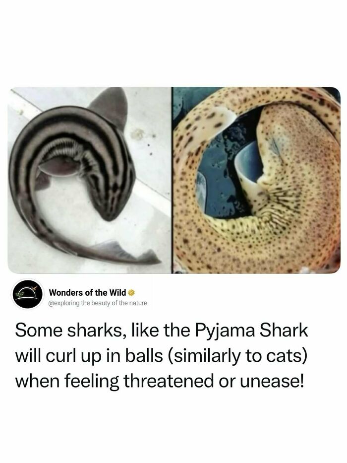 44 Fun And Interesting Facts That Might Delight Animal Lovers 44 Fun And Interesting Facts That Might Delight Animal Lovers