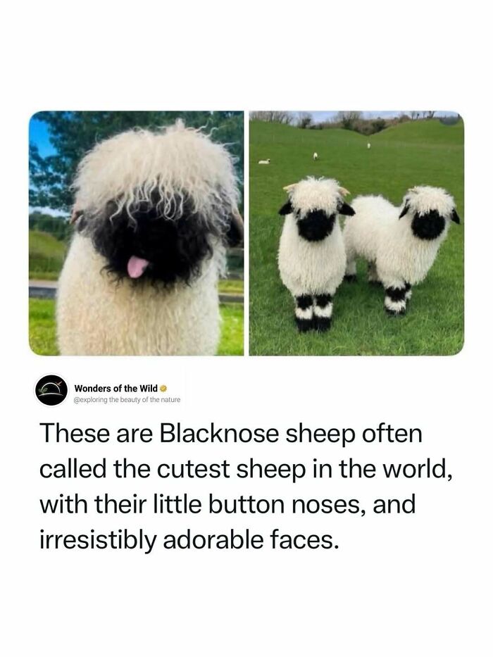 44 Fun And Interesting Facts That Might Delight Animal Lovers 44 Fun And Interesting Facts That Might Delight Animal Lovers
