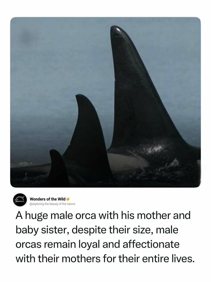 44 Fun And Interesting Facts That Might Delight Animal Lovers 44 Fun And Interesting Facts That Might Delight Animal Lovers