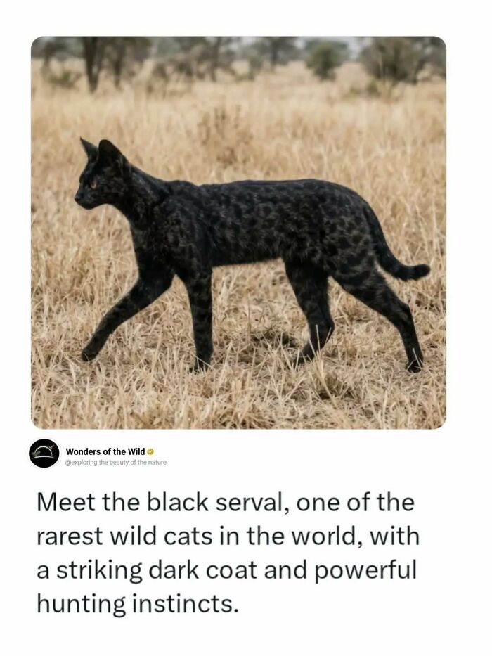 44 Fun And Interesting Facts That Might Delight Animal Lovers 44 Fun And Interesting Facts That Might Delight Animal Lovers