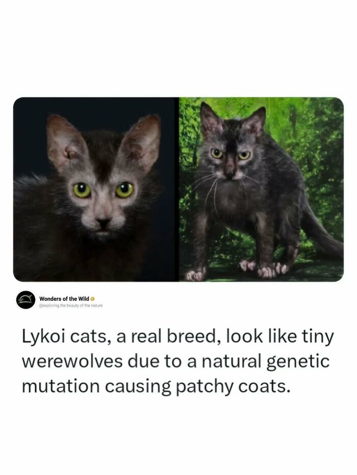 44 Fun And Interesting Facts That Might Delight Animal Lovers 44 Fun And Interesting Facts That Might Delight Animal Lovers