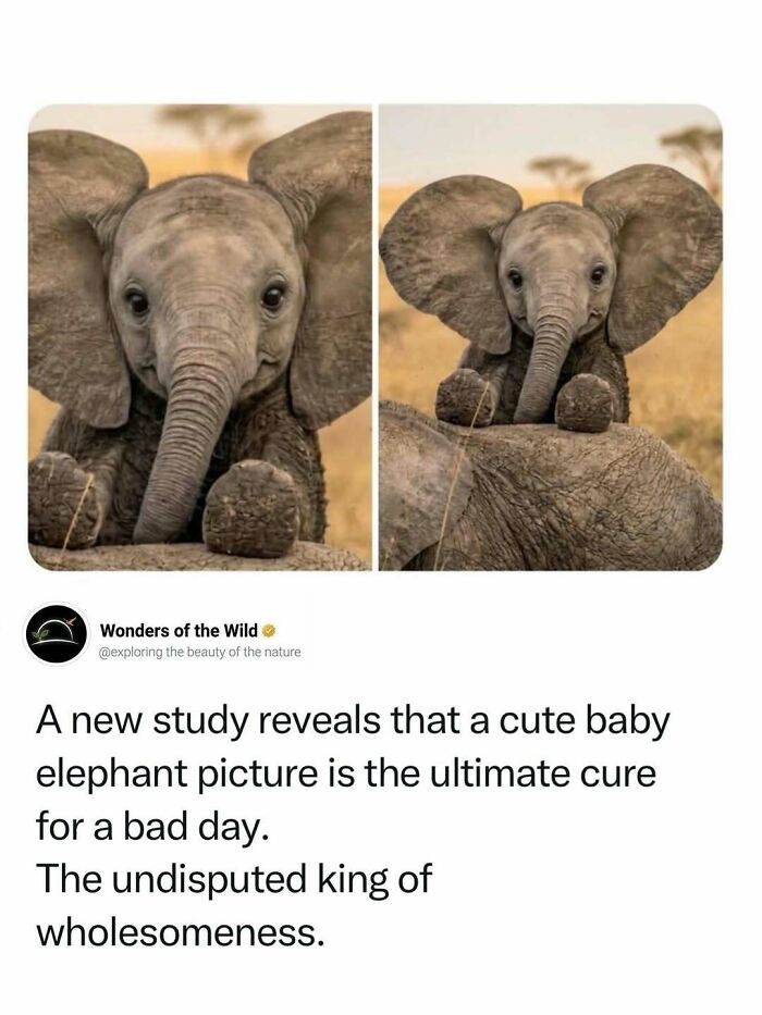 44 Fun And Interesting Facts That Might Delight Animal Lovers 44 Fun And Interesting Facts That Might Delight Animal Lovers