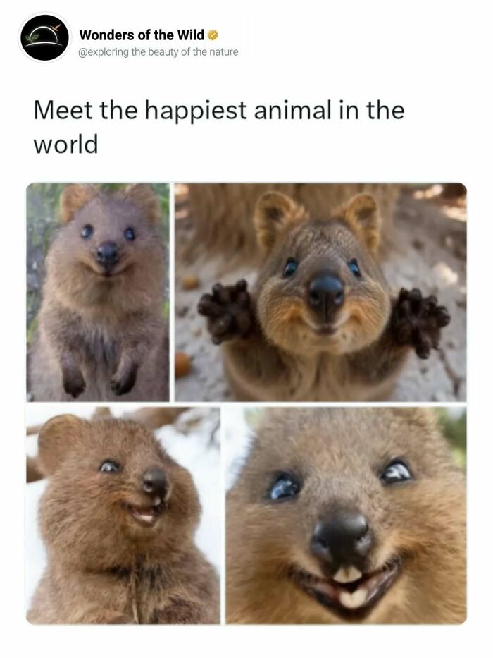 44 Fun And Interesting Facts That Might Delight Animal Lovers 44 Fun And Interesting Facts That Might Delight Animal Lovers