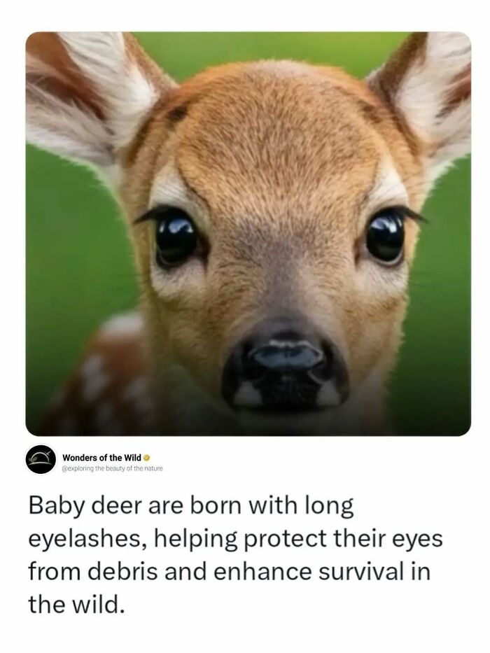 44 Fun And Interesting Facts That Might Delight Animal Lovers 44 Fun And Interesting Facts That Might Delight Animal Lovers