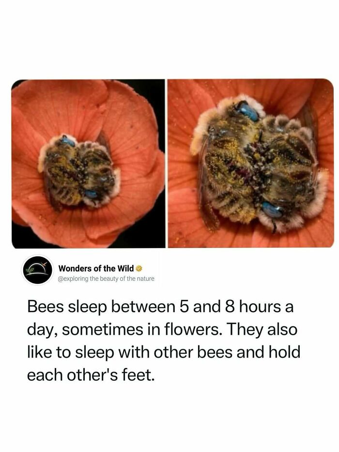 44 Fun And Interesting Facts That Might Delight Animal Lovers 44 Fun And Interesting Facts That Might Delight Animal Lovers