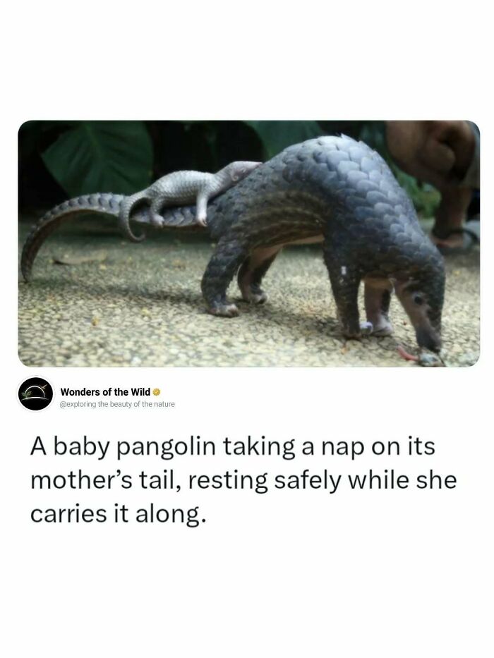 44 Fun And Interesting Facts That Might Delight Animal Lovers 44 Fun And Interesting Facts That Might Delight Animal Lovers