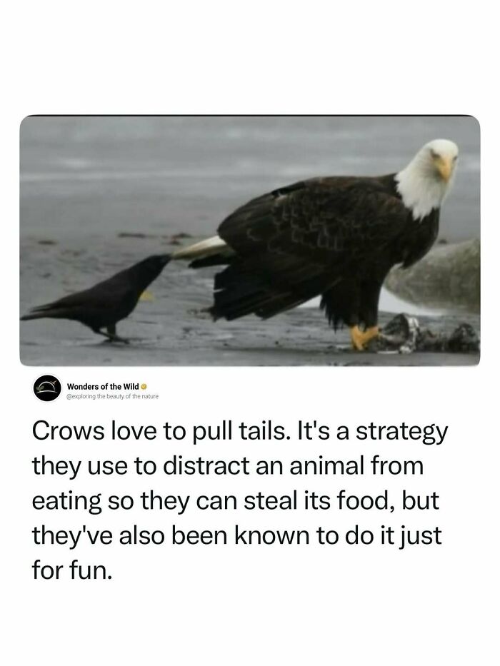 44 Fun And Interesting Facts That Might Delight Animal Lovers 44 Fun And Interesting Facts That Might Delight Animal Lovers