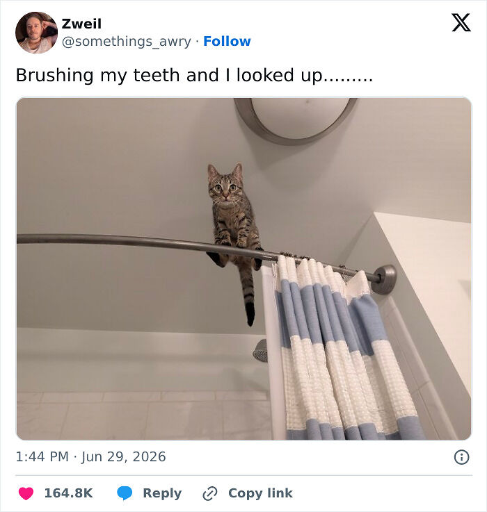 These 79 People Were Considerably Funnier Than Anyone Else On Twitter During June