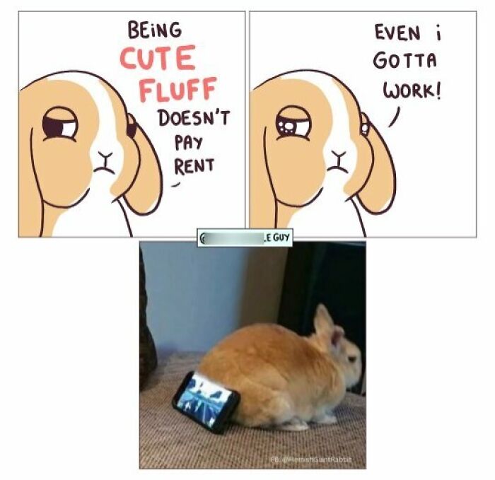 This Artist Turns Viral Animal Photos Into Hilarious Comics, And Here Are The 70 Best Ones This Artist Turns Viral Animal Photos Into Hilarious Comics, And Here Are The 70 Best Ones
