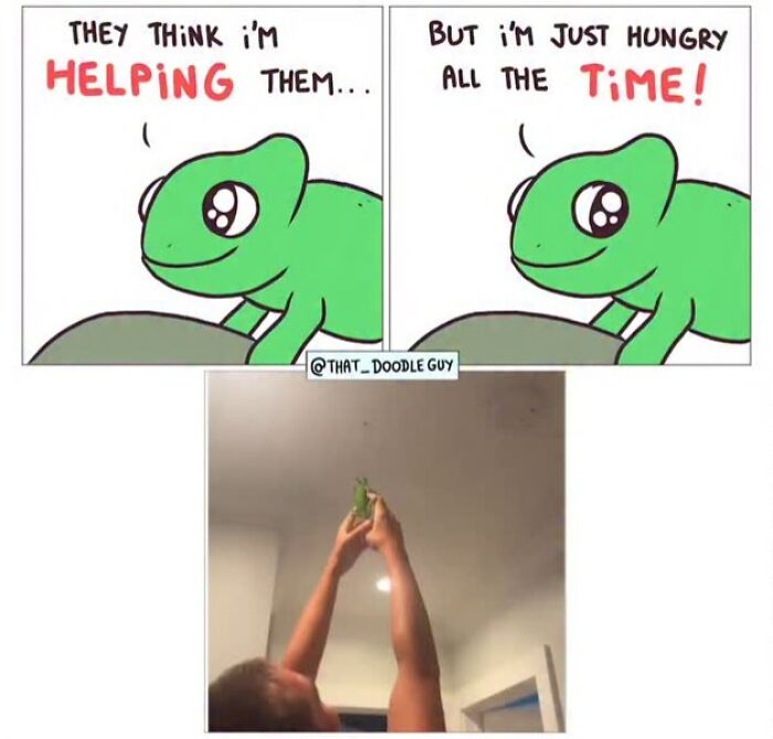 This Artist Turns Viral Animal Photos Into Hilarious Comics, And Here Are The 70 Best Ones This Artist Turns Viral Animal Photos Into Hilarious Comics, And Here Are The 70 Best Ones