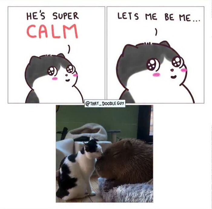 This Artist Turns Viral Animal Photos Into Hilarious Comics, And Here Are The 70 Best Ones This Artist Turns Viral Animal Photos Into Hilarious Comics, And Here Are The 70 Best Ones