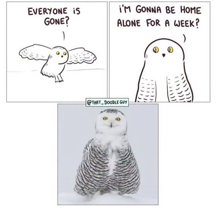 This Artist Turns Viral Animal Photos Into Hilarious Comics, And Here Are The 70 Best Ones This Artist Turns Viral Animal Photos Into Hilarious Comics, And Here Are The 70 Best Ones
