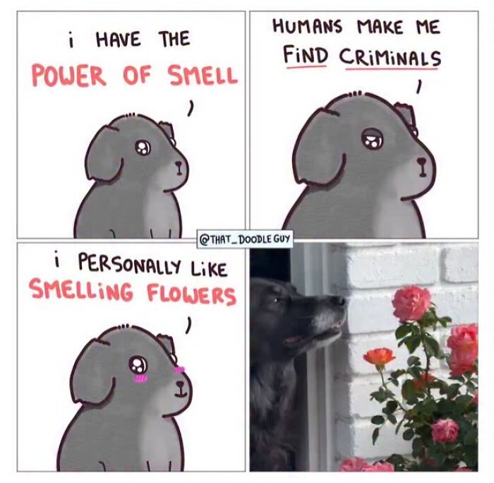 This Artist Turns Viral Animal Photos Into Hilarious Comics, And Here Are The 70 Best Ones This Artist Turns Viral Animal Photos Into Hilarious Comics, And Here Are The 70 Best Ones