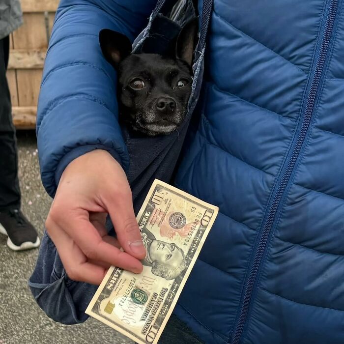 95 Adorable Dogs Riding In Bags As Shared By This Viral Page (New Pics)