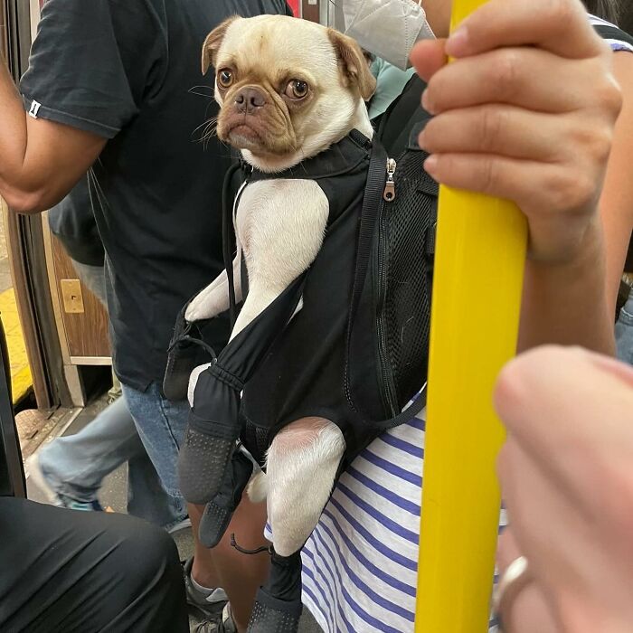 95 Adorable Dogs Riding In Bags As Shared By This Viral Page (New Pics)
