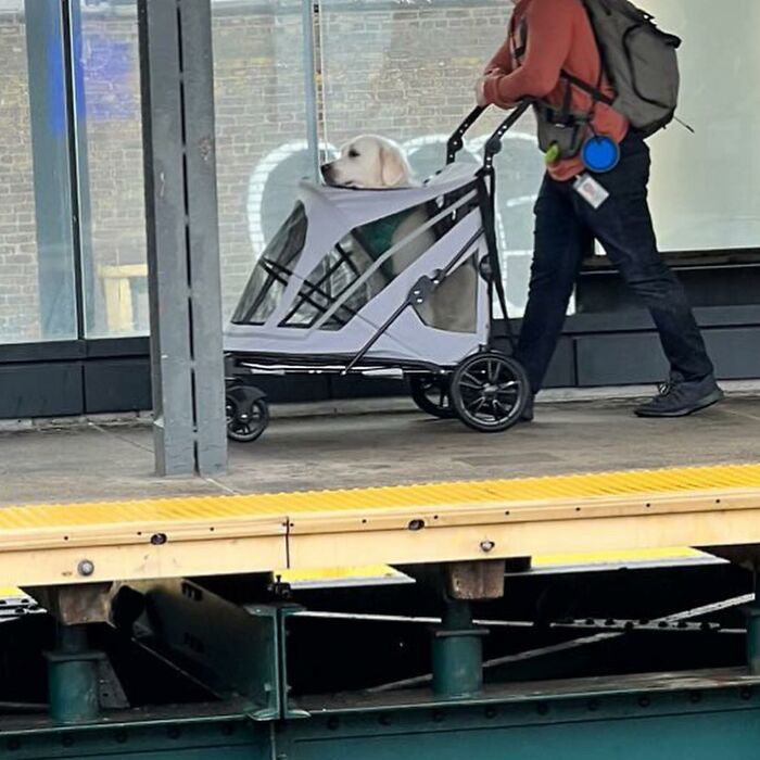 95 Adorable Dogs Riding In Bags As Shared By This Viral Page (New Pics)