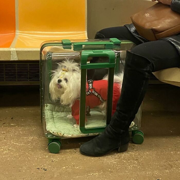 95 Adorable Dogs Riding In Bags As Shared By This Viral Page (New Pics)
