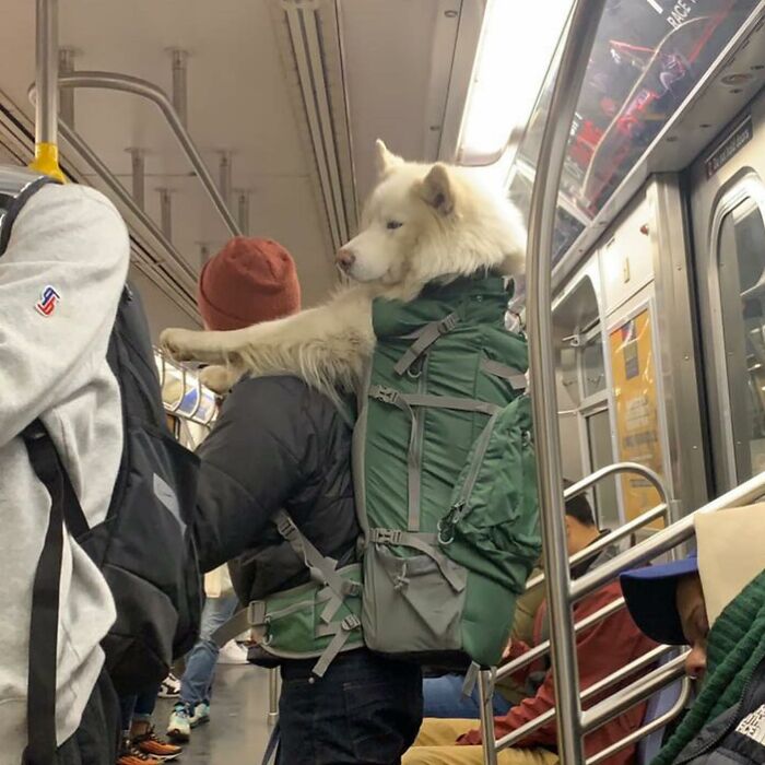 95 Adorable Dogs Riding In Bags As Shared By This Viral Page (New Pics)