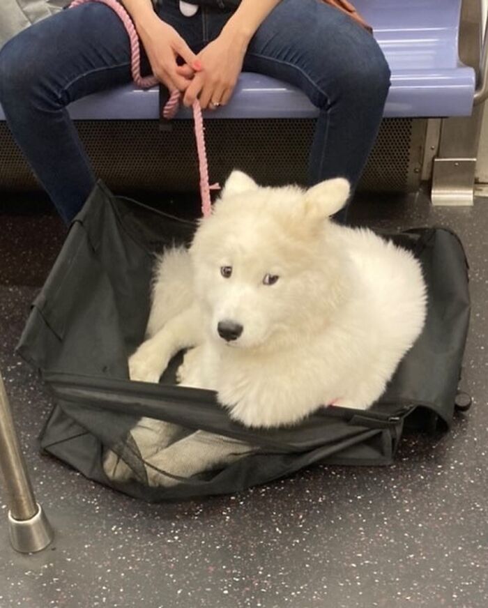 95 Adorable Dogs Riding In Bags As Shared By This Viral Page (New Pics)