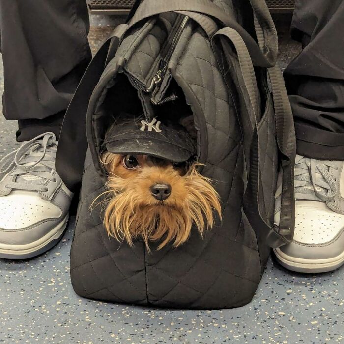 95 Adorable Dogs Riding In Bags As Shared By This Viral Page (New Pics)