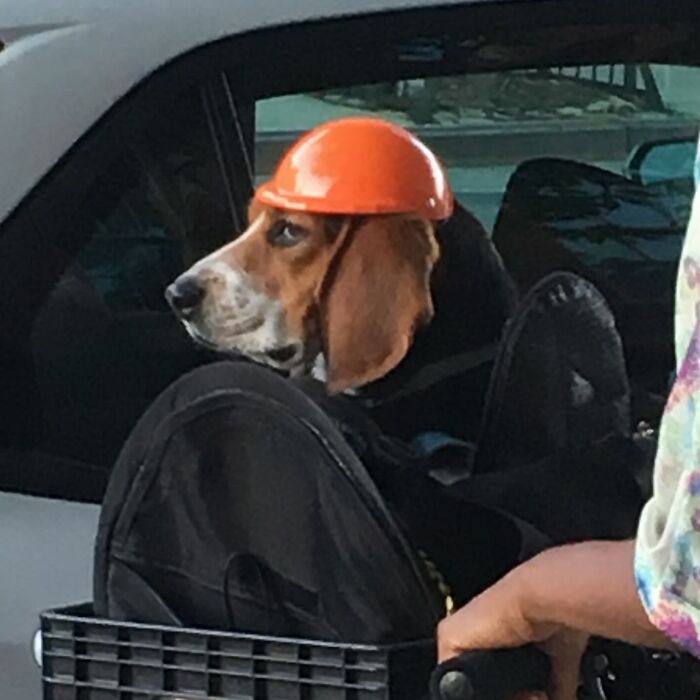 95 Adorable Dogs Riding In Bags As Shared By This Viral Page (New Pics)