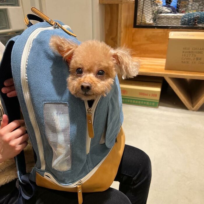 95 Adorable Dogs Riding In Bags As Shared By This Viral Page (New Pics)