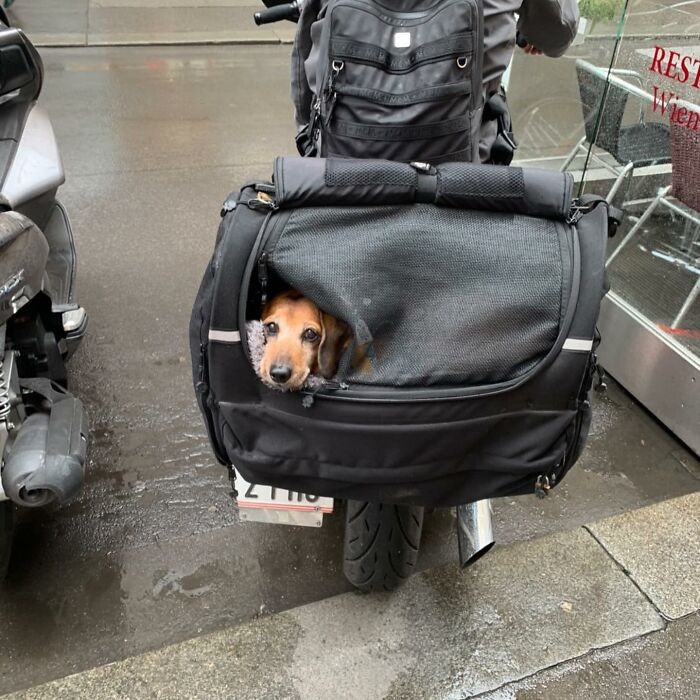 95 Adorable Dogs Riding In Bags As Shared By This Viral Page (New Pics)